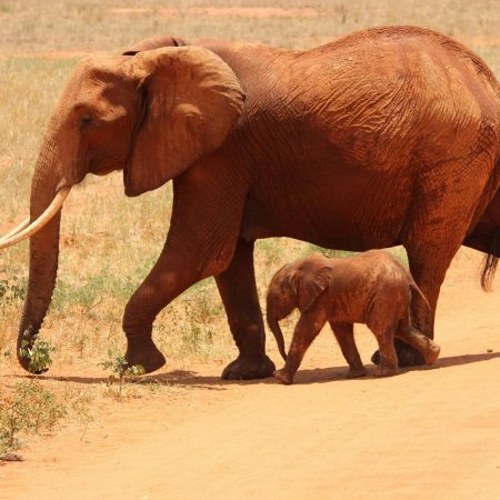 Wildlife_Tanzania_4_free to use image