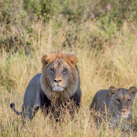 Safari big five Two lions in the grass
