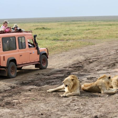 serengeti-safari-land-rover-lions-scaled